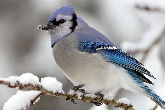 At this afterschool at Joppa Flats, we'll talk about the information we learned during the recent Superbowl of birding! Learn about winter birds and their migrations.
