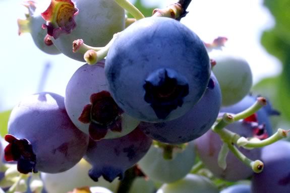 Come Celebrate Blueberry Season at Connors Farm in Danvers Massachusetts! Come Celebrate Blueberry Season at Connors Farm in Danvers Massachusetts!