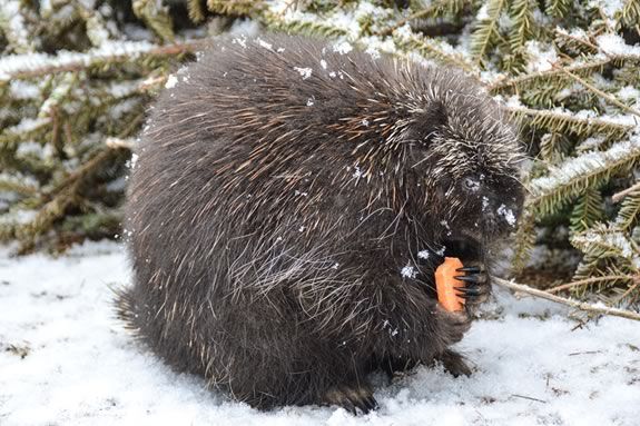 Come meet furry amabassadors from the Center for Wildlife at Halibut State Park in Rockport Massachusetts Come meet furry amabassadors from the Center for Wildlife at Halibut State Park in Rockport Massachusetts