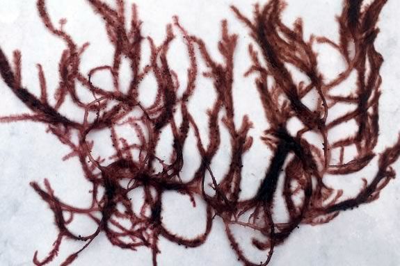 Join this family education program to learn all about local seaweed at the Trustees of Reservations Crane Estate in Ipswich Massachusetts Join this family education program to learn all about local seaweed at the Trustees of Reservations Crane Estate in Ipswich Massachusetts