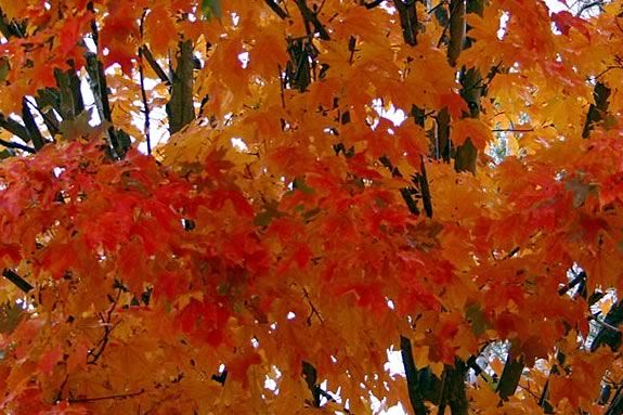Kids will have fun expressing themselves using autumn leaves as Art medium at Joppa Flats Education Center in Newburyport, Massachusetts! Kids will have fun expressing themselves using autumn leaves at Joppa Flats.
