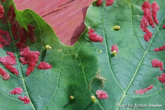 Galls can be seen on all sorts of plants and are actually temporary bug homes that they eat their way out of when they're ready to move on! Galls can be seen on all sorts of plants and are actually temporary bug homes!