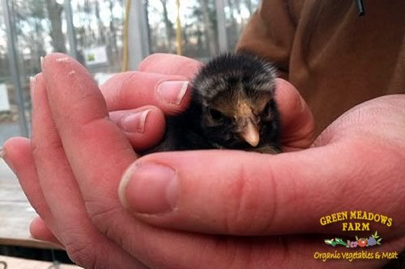 Green Meadows Farm invites families to Meet the Chicks Day - a day of fun activities for kids and families in South Hamilton! Green Meadows Farm invites families to Meet the Chicks Day - a day of fun activi