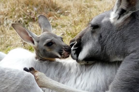 Moms get free admission to the zoo on Mother's day.  Photo: Franklin Park Zoo