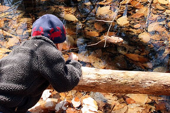 The Vernal Pools at Agassiz Rock in Manchester are teeming with Spring peepers, as the area emerges from Winter! The Vernal Pools at Agassiz Rock in Manchester are teeming with Spring peepers.