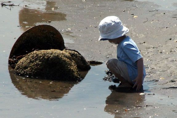 Go on a low tide exploration at Grace Oliver Beach in Marblehead with Mass Audubon's Ipswich River Wildlife Sanctuary field teacher Jean McDuff! Go on a low tide exploration at Grace Oliver Beach in Marblehead