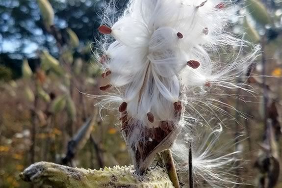 Milkweed is a plant native to the Parker River NWR habitat in Newburyport Massachusetts!