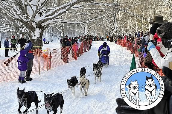 The N.E. Dog Sled Races are a great way for the family to get outside in January