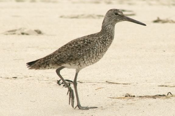 Come meet a sanpiper and learn about shore birds at Parker River Wildlife Refuge! Come meet a sanpiper and learn about shore birds at Parker River Wildlife Refuge!