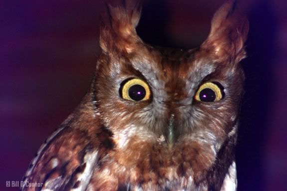 Come brave the dark of the night in the Dunes of the Crane Wildlife Refuge at the Crane Estate in Ipswich Massachusetts Come brave the dark of the night in the Dunes of the Crane Wildlife Refuge at the Crane Estate in Ipswich Massachusetts