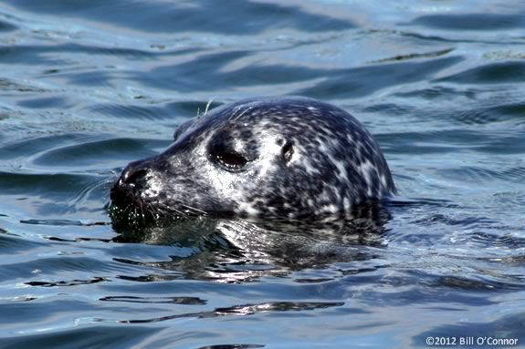 Come see the shorebirds and marine mammals of the Merrimack River. Come see the shorebirds and marine mammals of the Merrimack River.