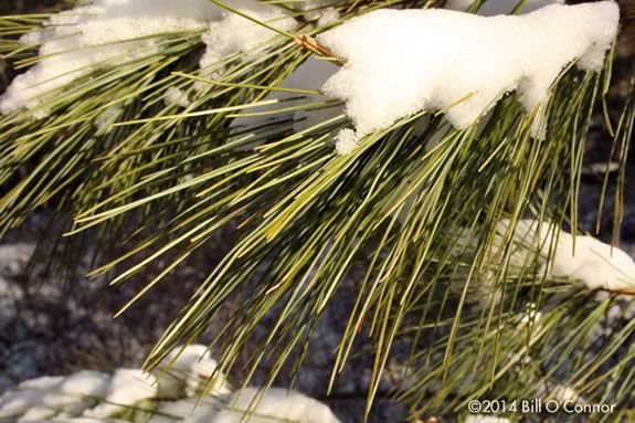 Enjoy the spirit of the season and take home the fragrance of the forest at Ipswich River Wildlife Sanctuary. Photo: ©Bill O'Connor Enjoy the spirit of the season and take home the fragrance of the forest at Ipswich River Wildlife Sanctuary. Photo: ©Bill O'Connor