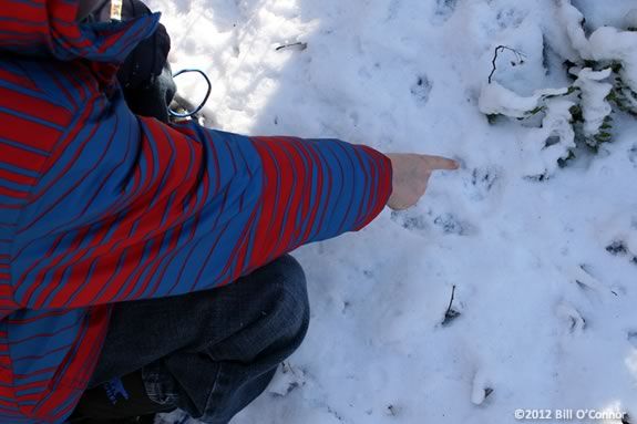 Kids will identifiy tracks in the snow and learn aboutthe animals that made them at the Mass Audubon Ipswich River Wildlife Sanctuary! Kids will identifiy tracks in the snow and learn aboutthe animals that made them