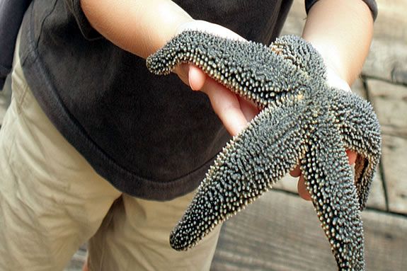Kids get a hands-on introduction to the marine sciences inthe Sea tots program at the Northeastern University Marine Science Center! Kids get a hands-on introduction to the marine sciences inthe Sea tots program!