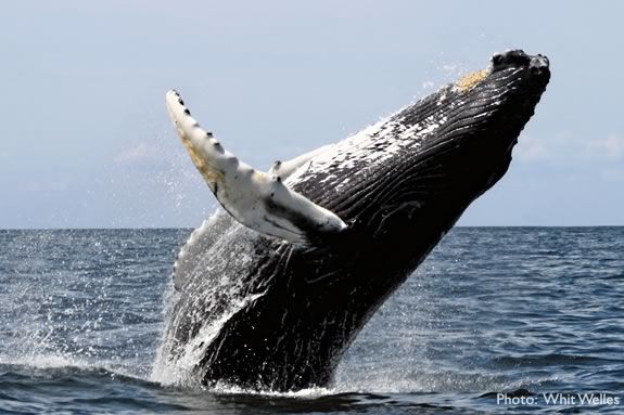 Kids will learn about whales at the Parker River National Wildlife Refuge in Newburyport. Kids will learn about whales at the Parker River National Wildlife Refuge in Newburyport.
