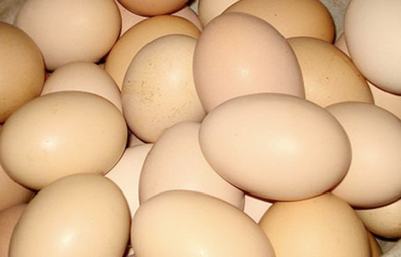 Farm Fresh Eggs on the North Shore Farm Fresh Eggs on the North Shore